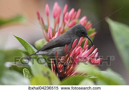 Seychelles sunbird (Cinnyris dussumieri), sitting on a pink flower, La Digue Island, Seychelles, Africa View Large Photo Image Stock Photography - Seychelles sunbird (Cinnyris dussumieri), sitting on a pink flower, La Digue Island, Seychelles, Africa. Fotosearch