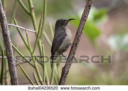 Seychelles unbird (Cinnyris dussumieri), La Digue Island, Seychelles, Africa View Large Photo Image Stock Image - Seychelles unbird (Cinnyris dussumieri), La Digue Island, Seychelles, Africa. Fotosearch