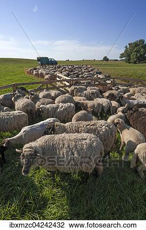 Sheep crammed together, blackheaded sheep in the pasture, Mecklenburg-Western Pomerania, Germany, Europe View Large Photo Image Stock Image - Sheep crammed together, blackheaded sheep in the pasture, Mecklenburg-Western Pomerania, Germany, Europe. Fotosearch