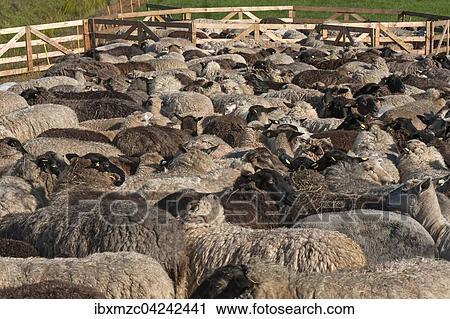 Sheep crammed together, blackheaded sheep, Mecklenburg-Western Pomerania, Germany, Europe View Large Photo Image Stock Image - Sheep crammed together, blackheaded sheep, Mecklenburg-Western Pomerania, Germany, Europe. Fotosearch