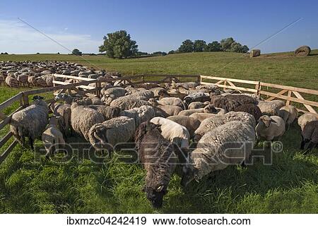 Sheep crammed together, blackheaded sheep in the pasture, Mecklenburg-Western Pomerania, Germany, Europe View Large Photo Image Stock Photo - Sheep crammed together, blackheaded sheep in the pasture, Mecklenburg-Western Pomerania, Germany, Europe. Fotosearch