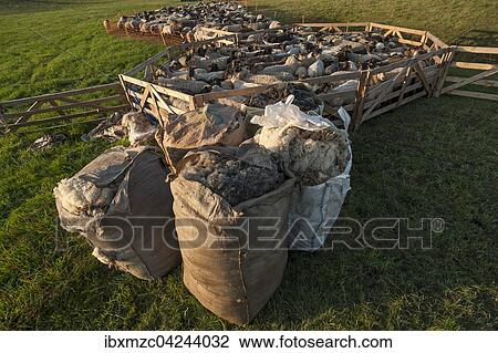 Sheep in the pen, bags of wool from already shorn sheep, Mecklenburg-Western Pomerania, Germany, Europe View Large Photo Image Stock Image - Sheep in the pen, bags of wool from already shorn sheep, Mecklenburg-Western Pomerania, Germany, Europe. Fotosearch