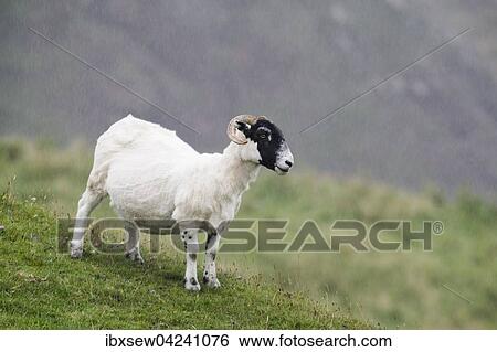 Sheep in the rain, Isle of Islay, Inner Hebrides, Scotland, United Kingdom, Europe View Large Photo Image Stock Photograph - Sheep in the rain, Isle of Islay, Inner Hebrides, Scotland, United Kingdom, Europe. Fotosearch