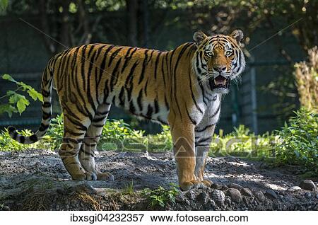Siberian tiger (Panthera tigris altaica), captive, Bavaria, Germany, Europe View Large Photo Image Stock Photo - Siberian tiger (Panthera tigris altaica), captive, Bavaria, Germany, Europe. Fotosearch