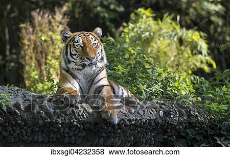 Stock Photo - Siberian tiger (Panthera tigris altaica), captive, Bavaria, Germany, Europe. Fotosearch