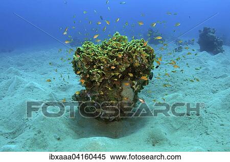Single coral on sandy seabed, Red Sea, Abu Dabab, Egypt, Africa View Large Photo Image Stock Photography - Single coral on sandy seabed, Red Sea, Abu Dabab, Egypt, Africa. Fotosearch