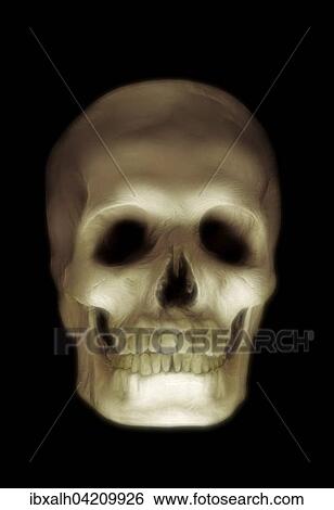 Skull, illuminated by a spotlight View Large Photo Image Stock Photograph - Skull, illuminated by a spotlight. Fotosearch