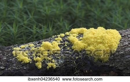 Slime mould, scrambled egg slime or flowers of tan (Fuligo septica), Lower Saxony, Germany, Europe View Large Photo Image Stock Image - Slime mould, scrambled egg slime or flowers of tan (Fuligo septica), Lower Saxony, Germany, Europe. Fotosearch