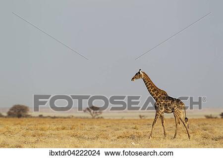 Picture - South African giraffe (Giraffa camelopardalis giraffa) female roaming at edge of Etosha Pan, Etosha National Park, Namibia, Africa. Fotosearch