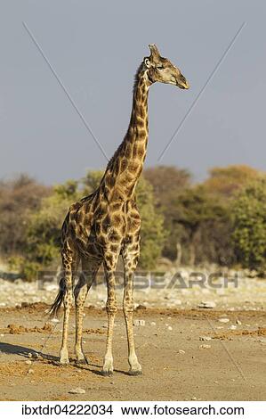 South African giraffe (Giraffa camelopardalis giraffa), handsome male, Etosha National Park, Namibia, Africa View Large Photo Image Picture - South African giraffe (Giraffa camelopardalis giraffa), handsome male, Etosha National Park, Namibia, Africa. Fotosearch