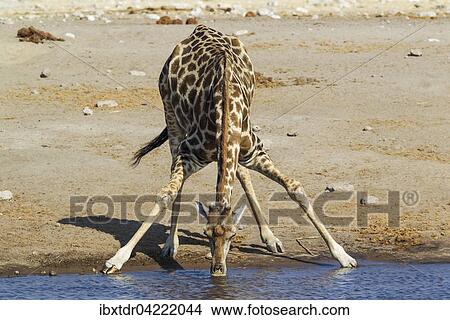 Picture - South African giraffe (Giraffa camelopardalis giraffa) male drinking at waterhole, Etosha National Park, Namibia, Africa. Fotosearch