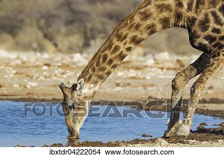 South African giraffe (Giraffa camelopardalis giraffa) male drinking at waterhole, Etosha National Park, Namibia, Africa View Large Photo Image Picture - South African giraffe (Giraffa camelopardalis giraffa) male drinking at waterhole, Etosha National Park, Namibia, Africa. Fotosearch