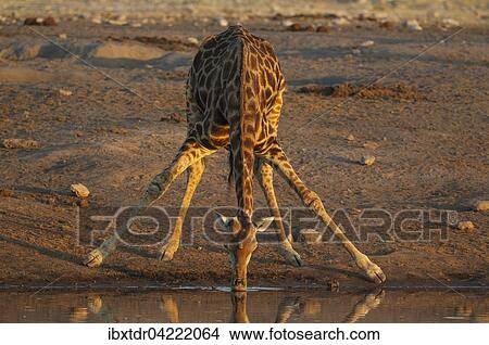 South African giraffe (Giraffa camelopardalis giraffa) male drinking at waterhole, evening light, Etosha National Park, Namibia, Africa View Large Photo Image Picture - South African giraffe (Giraffa camelopardalis giraffa) male drinking at waterhole, evening light, Etosha National Park, Namibia, Africa. Fotosearch