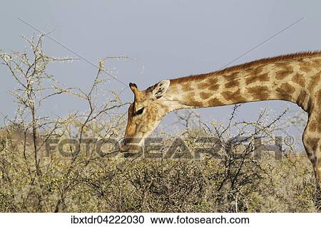 Stock Image - South African giraffe (Giraffa camelopardalis giraffa) female, feeding on yellow flowers and leaves of acacia nebrownii (Acacia nebrownii), Etosha National Park, Namibia, Africa. Fotosearch