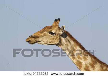 Stock Image - South African giraffe (Giraffa camelopardalis giraffa) female, Etosha National Park, Namibia, Africa. Fotosearch