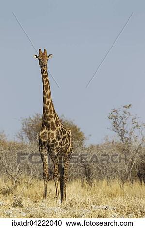 Stock Image - South African giraffe (Giraffa camelopardalis giraffa) male attentively observing waterhole surroundings before approaching, Etosha National Park, Namibia, Africa. Fotosearch