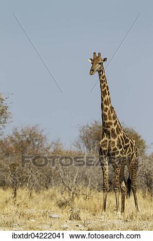 Stock Image - South African giraffe (Giraffa camelopardalis giraffa) male attentively observing waterhole surroundings before approaching, Etosha National Park, Namibia, Africa. Fotosearch
