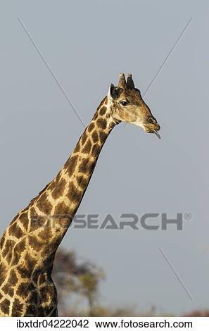 South African giraffe (Giraffa camelopardalis giraffa) male sticking out tongue, Etosha National Park, Namibia, Africa View Large Photo Image Stock Image - South African giraffe (Giraffa camelopardalis giraffa) male sticking out tongue, Etosha National Park, Namibia, Africa. Fotosearch