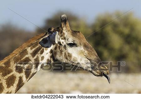 South African giraffe (Giraffa camelopardalis giraffa) male sticking out tongue, Etosha National Park, Namibia, Africa View Large Photo Image Stock Image - South African giraffe (Giraffa camelopardalis giraffa) male sticking out tongue, Etosha National Park, Namibia, Africa. Fotosearch
