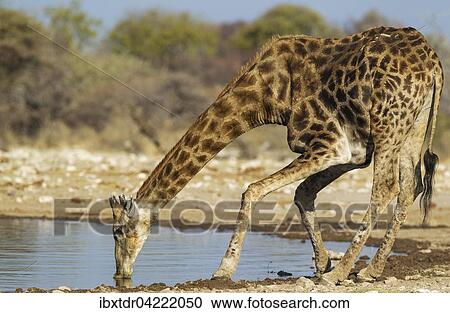 Stock Image - South African giraffe (Giraffa camelopardalis giraffa) male drinking at waterhole, Etosha National Park, Namibia, Africa. Fotosearch