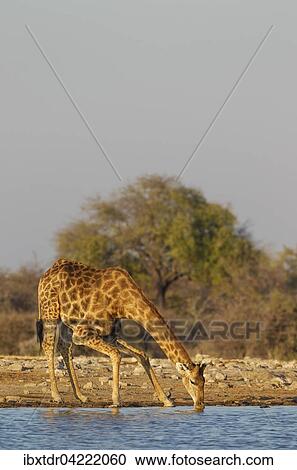 South African giraffe (Giraffa camelopardalis giraffa) male drinking at waterhole, Etosha National Park, Namibia, Africa View Large Photo Image Stock Image - South African giraffe (Giraffa camelopardalis giraffa) male drinking at waterhole, Etosha National Park, Namibia, Africa. Fotosearch