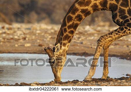 South African giraffe (Giraffa camelopardalis giraffa) male drinking at waterhole, Etosha National Park, Namibia, Africa View Large Photo Image Stock Image - South African giraffe (Giraffa camelopardalis giraffa) male drinking at waterhole, Etosha National Park, Namibia, Africa. Fotosearch