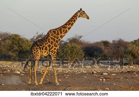 South African giraffe (Giraffa camelopardalis giraffa) male roaming, evening light, Etosha National Park, Namibia, Africa View Large Photo Image Stock Image - South African giraffe (Giraffa camelopardalis giraffa) male roaming, evening light, Etosha National Park, Namibia, Africa. Fotosearch