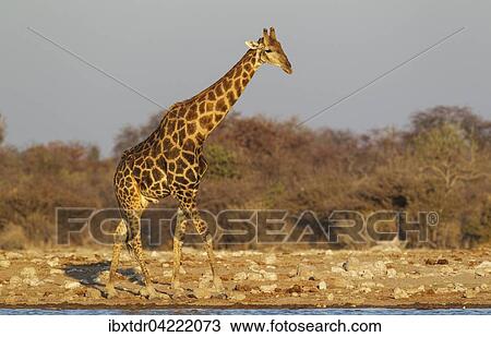 Stock Image - South African giraffe (Giraffa camelopardalis giraffa), handsome male at waterhole, evening light, Etosha National Park, Namibia, Africa. Fotosearch