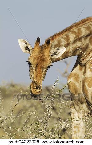Stock Photo - South African giraffe (Giraffa camelopardalis giraffa) female feeding on acacia nebrownii (Acacia nebrownii), Etosha National Park, Namibia, Africa. Fotosearch