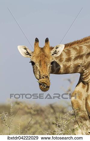 South African giraffe (Giraffa camelopardalis giraffa) female feeding on acacia nebrownii (Acacia nebrownii), Etosha National Park, Namibia, Africa View Large Photo Image Stock Photo - South African giraffe (Giraffa camelopardalis giraffa) female feeding on acacia nebrownii (Acacia nebrownii), Etosha National Park, Namibia, Africa. Fotosearch