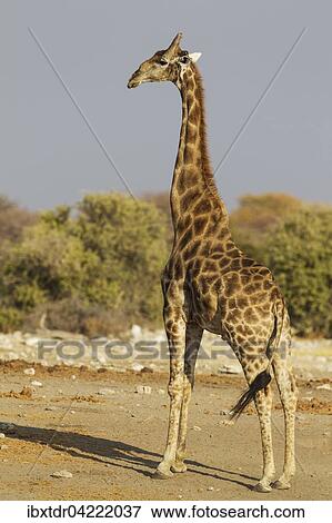 Stock Photo - South African giraffe (Giraffa camelopardalis giraffa), handsome male, Etosha National Park, Namibia, Africa. Fotosearch