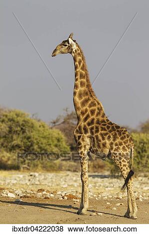 South African giraffe (Giraffa camelopardalis giraffa), handsome male, Etosha National Park, Namibia, Africa View Large Photo Image Stock Photo - South African giraffe (Giraffa camelopardalis giraffa), handsome male, Etosha National Park, Namibia, Africa. Fotosearch