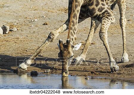 South African giraffe (Giraffa camelopardalis giraffa) male drinking at waterhole, Etosha National Park, Namibia, Africa View Large Photo Image Stock Photo - South African giraffe (Giraffa camelopardalis giraffa) male drinking at waterhole, Etosha National Park, Namibia, Africa. Fotosearch