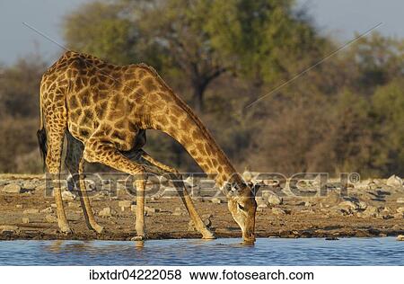 Stock Photo - South African giraffe (Giraffa camelopardalis giraffa) male drinking at waterhole, Etosha National Park, Namibia, Africa. Fotosearch
