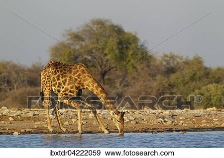 South African giraffe (Giraffa camelopardalis giraffa) male drinking at waterhole, Etosha National Park, Namibia, Africa View Large Photo Image Stock Photo - South African giraffe (Giraffa camelopardalis giraffa) male drinking at waterhole, Etosha National Park, Namibia, Africa. Fotosearch
