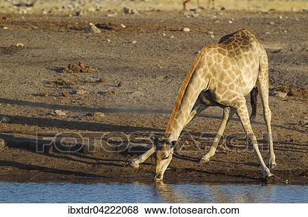South African giraffe (Giraffa camelopardalis giraffa) female, drinking at waterhole, evening light, Etosha National Park, Namibia, Africa View Large Photo Image Stock Photo - South African giraffe (Giraffa camelopardalis giraffa) female, drinking at waterhole, evening light, Etosha National Park, Namibia, Africa. Fotosearch