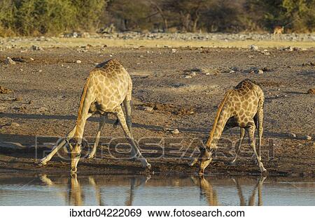 Stock Photo - South African giraffe (Giraffa camelopardalis giraffa) two females drinking at waterhole, evening light, Etosha National Park, Namibia, Africa. Fotosearch