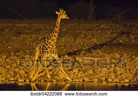 Stock Photo - South African giraffe (Giraffa camelopardalis giraffa) male at floodlit waterhole of Okaukuejo Camp during night, Etosha National Park, Namibia, Africa. Fotosearch