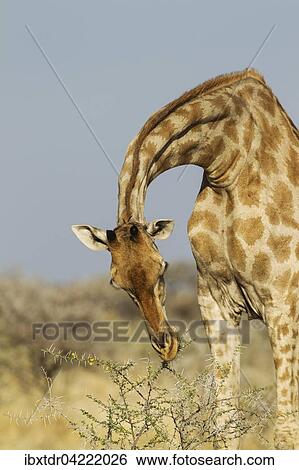 South African giraffe (Giraffa camelopardalis giraffa) female, feeding on yellow flowers and leaves of acacia nebrownii (Acacia nebrownii), Etosha National Park, Namibia, Africa View Large Photo Image Stock Photograph - South African giraffe (Giraffa camelopardalis giraffa) female, feeding on yellow flowers and leaves of acacia nebrownii (Acacia nebrownii), Etosha National Park, Namibia, Africa. Fotosearch