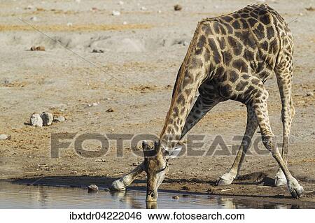 South African giraffe (Giraffa camelopardalis giraffa) male drinking at waterhole, Etosha National Park, Namibia, Africa View Large Photo Image Stock Photograph - South African giraffe (Giraffa camelopardalis giraffa) male drinking at waterhole, Etosha National Park, Namibia, Africa. Fotosearch