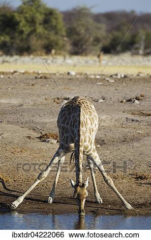 Stock Photograph - South African giraffe (Giraffa camelopardalis giraffa) female drinking at waterhole, Etosha National Park, Namibia, Africa. Fotosearch