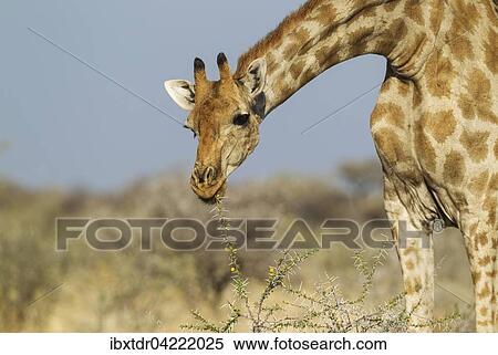 Stock Photography - South African giraffe (Giraffa camelopardalis giraffa) female, feeding on yellow flowers and leaves of acacia nebrownii (Acacia nebrownii), Etosha National Park, Namibia, Africa. Fotosearch