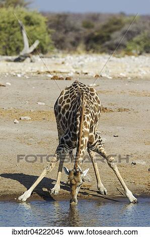 Stock Photography - South African giraffe (Giraffa camelopardalis giraffa) male drinking at waterhole, Etosha National Park, Namibia, Africa. Fotosearch