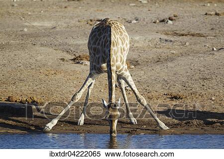 South African giraffe (Giraffa camelopardalis giraffa) female drinking at waterhole, Etosha National Park, Namibia, Africa View Large Photo Image Stock Photography - South African giraffe (Giraffa camelopardalis giraffa) female drinking at waterhole, Etosha National Park, Namibia, Africa. Fotosearch
