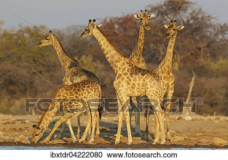 South African giraffes (Giraffa camelopardalis giraffa), group of females and young male in front at waterhole, evening light, Etosha National Park, Namibia, Africa View Large Photo Image Stock Image - South African giraffes (Giraffa camelopardalis giraffa), group of females and young male in front at waterhole, evening light, Etosha National Park, Namibia, Africa. Fotosearch