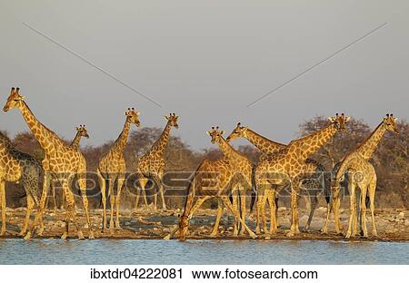 South African giraffes (Giraffa camelopardalis giraffa) meeting at waterhole, evening light, Etosha National Park, Namibia, Africa View Large Photo Image Stock Image - South African giraffes (Giraffa camelopardalis giraffa) meeting at waterhole, evening light, Etosha National Park, Namibia, Africa. Fotosearch