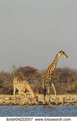 South African giraffes (Giraffa camelopardalis giraffa), female on left and male drinking at waterhole, Etosha National Park, Namibia, Africa View Large Photo Image Stock Photo - South African giraffes (Giraffa camelopardalis giraffa), female on left and male drinking at waterhole, Etosha National Park, Namibia, Africa. Fotosearch