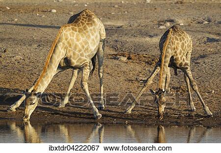 South African giraffes (Giraffa camelopardalis giraffa), two females drinking at waterhole, evening light, Etosha National Park, Namibia, Africa View Large Photo Image Stock Photo - South African giraffes (Giraffa camelopardalis giraffa), two females drinking at waterhole, evening light, Etosha National Park, Namibia, Africa. Fotosearch