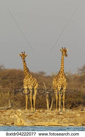 South African giraffes (Giraffa camelopardalis giraffa), two females attentively observing waterhole surroundings before approaching, evening light, Etosha National Park, Namibia, Africa View Large Photo Image Stock Photo - South African giraffes (Giraffa camelopardalis giraffa), two females attentively observing waterhole surroundings before approaching, evening light, Etosha National Park, Namibia, Africa. Fotosearch