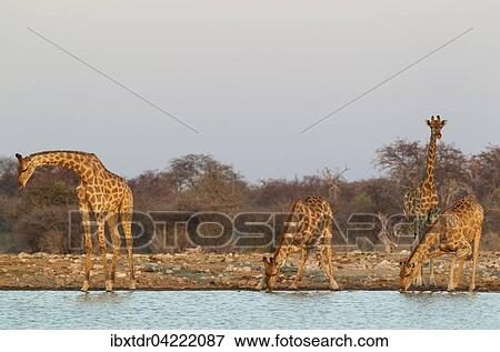 South African giraffes (Giraffa camelopardalis giraffa), male on left and three females at waterhole, evening light, Etosha National Park, Namibia, Africa View Large Photo Image Stock Photo - South African giraffes (Giraffa camelopardalis giraffa), male on left and three females at waterhole, evening light, Etosha National Park, Namibia, Africa. Fotosearch